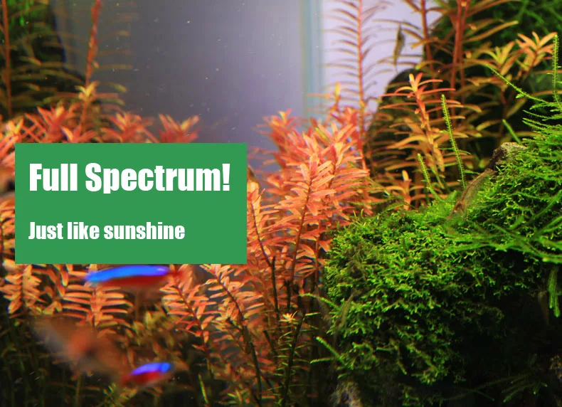 Chihiros C Series ADA Style Pl - Aquarium Marine Lights ulasan dan harga
